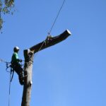 Tree Service Chapin Sc