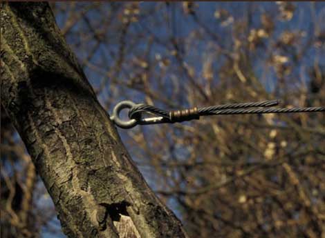 Benefits Of Tree Cabling and Bracing Service