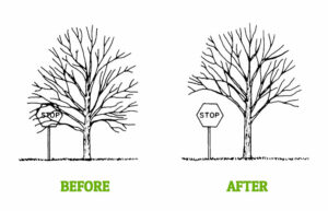 Clearance tree Pruning and triming