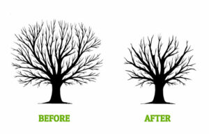 Crown Reduction Tree pruning and triming