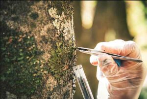 Keeping Your Trees Healthy and Beautiful