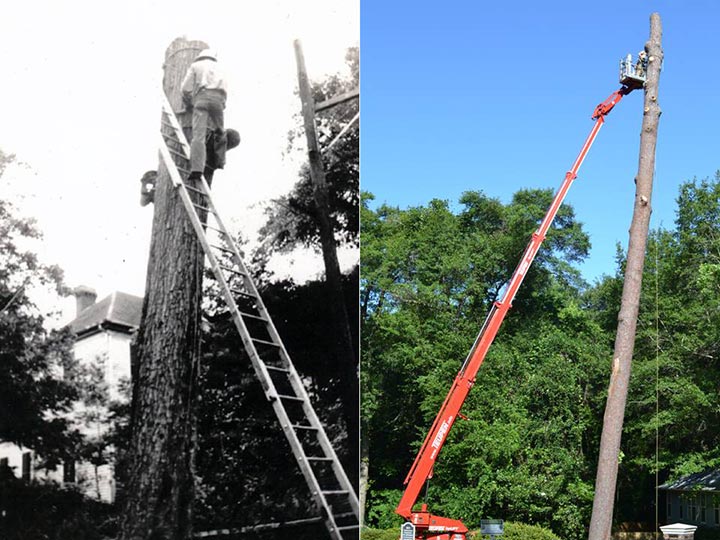 Professional Tree Services in South Carolina For the past 70+ years