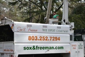Tree Cabling and Bracing Service Columbia SC