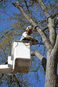 Tree Preservation Serice in South, Sc