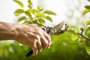 Tree Pruning to Improve Your Tree’s Health