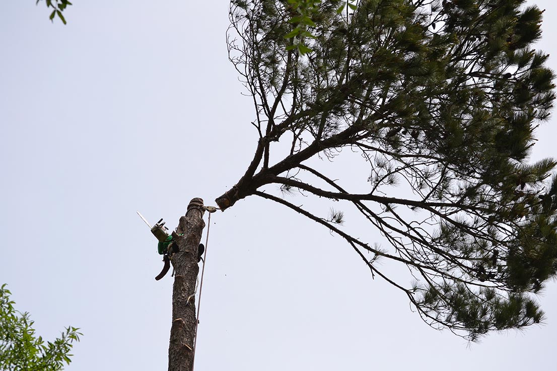 Tree Removal Service in Columbia South Carolina-min