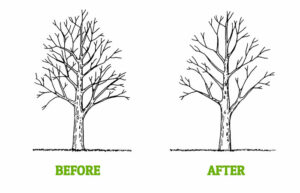 Types of Pruning We Offer