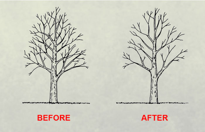 Shaping tree service in columbia