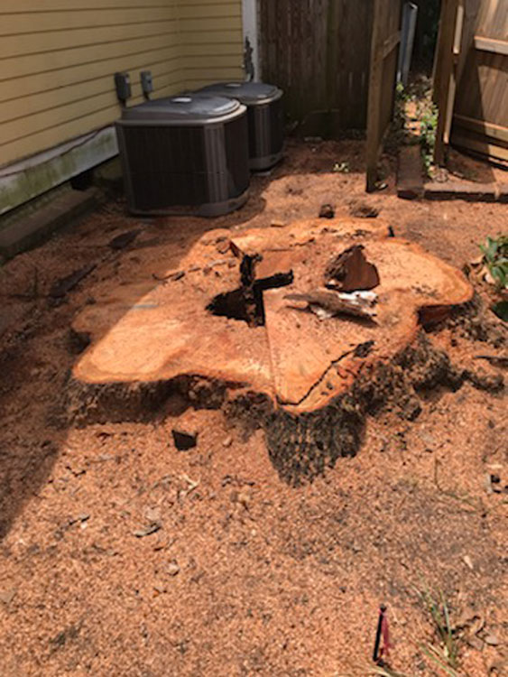 Big stump in red soil