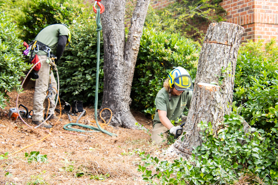 columbia-tree-removal-services