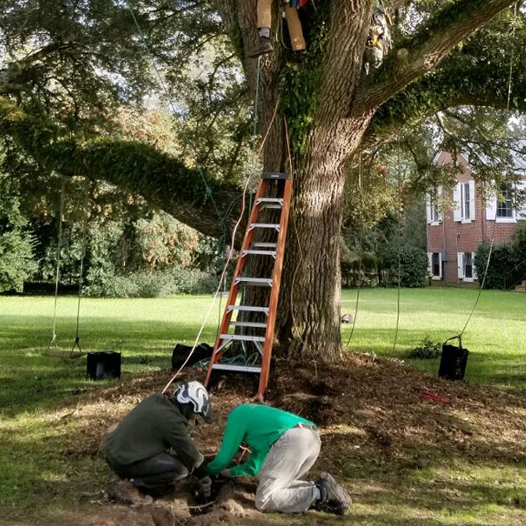 Arborists installing lightning protection on big tree