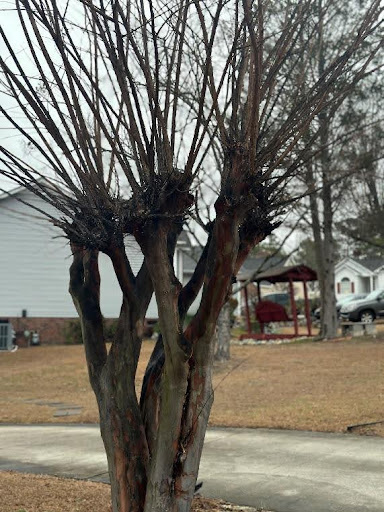 crepe-myrtle-bark-scale-tree-care-services-near-me-columbia-irmo-chapin-sc