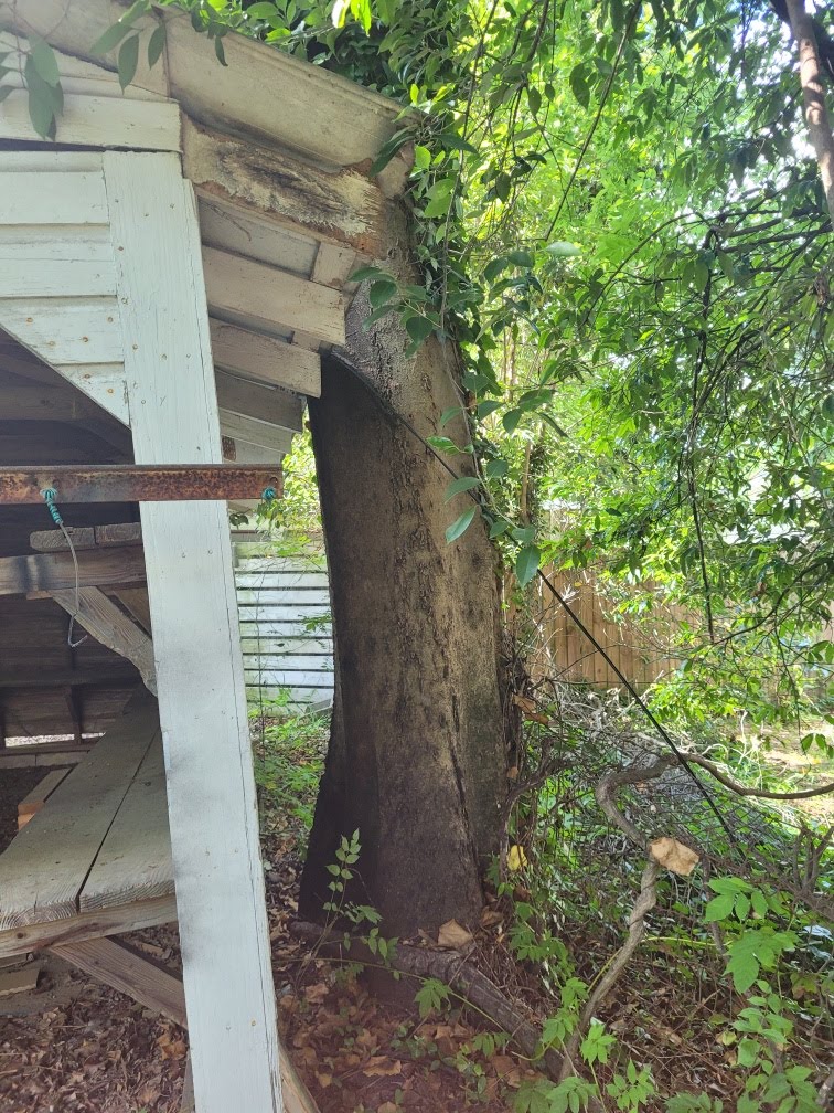 crepe-myrtle-bark-scale-tree-care-services-near-me-columbia-irmo-chapin-sc