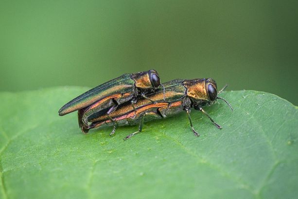 Keeping Your Trees Healthy and Beautiful