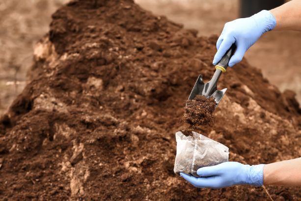 Keeping Your Trees Healthy and Beautiful