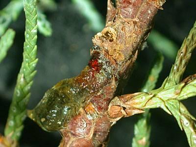 Close-up of Seiridium canker<br />
Photo: C. Y. Warfield, NCSU