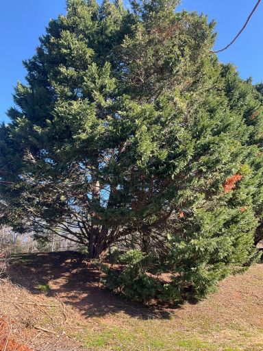 Protecting Your Leyland Cypress: Common Diseases and How to Treat Them